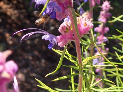 Trichostema lanatum, photographed by George Williams