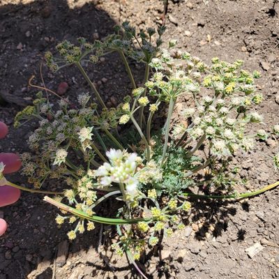 Lomatium dasycarpum, photographed by Dan Horowitz