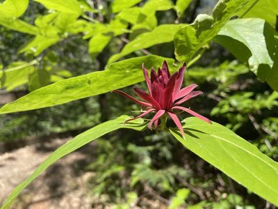 Calycanthus occidentalis, photographed by Amelia Tauber