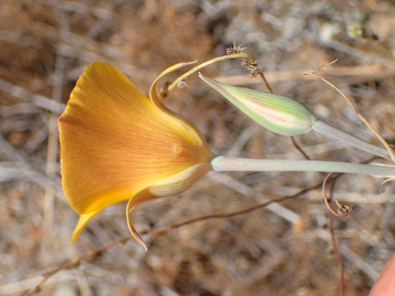 Calochortus clavatus, photographed by George Williams