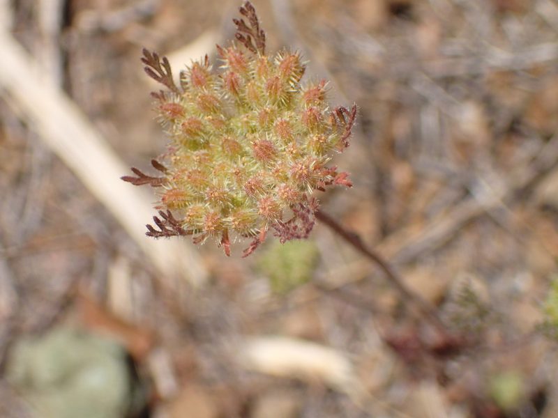Daucus pusillus, photographed by George Williams