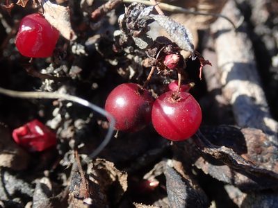 Arctous rubra, photographed by F Quiec