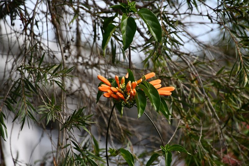 Pyrostegia venusta, photographed by Thomas Mesaglio