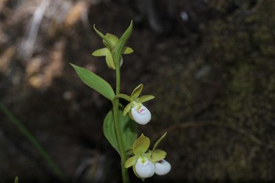 Cypripedium californicum, photographed by Nicholas Wei