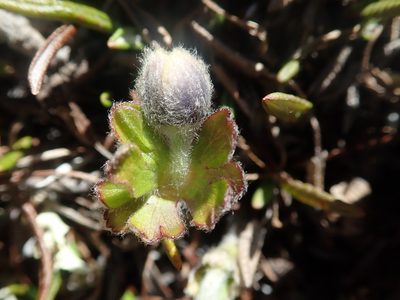 Anemone parviflora, photographed by F Quiec
