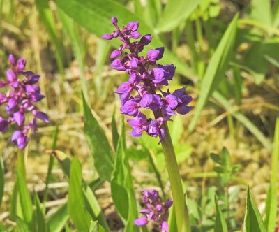 Orchis mascula, photographed by Nicolás Tamargo