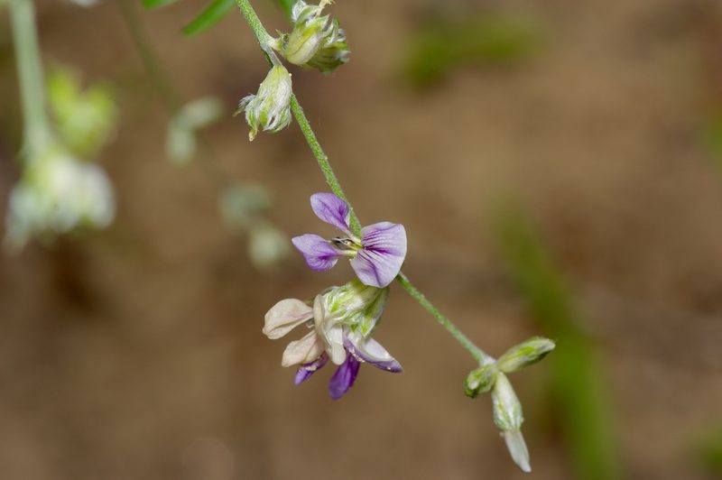 Pediomelum digitatum, photographed by Michelle W. （鍾偉瑋）