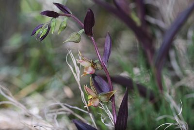 Epipactis gigantea, photographed by Nicholas Wei