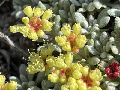 Eriogonum caespitosum, photographed by Henrik Kibak