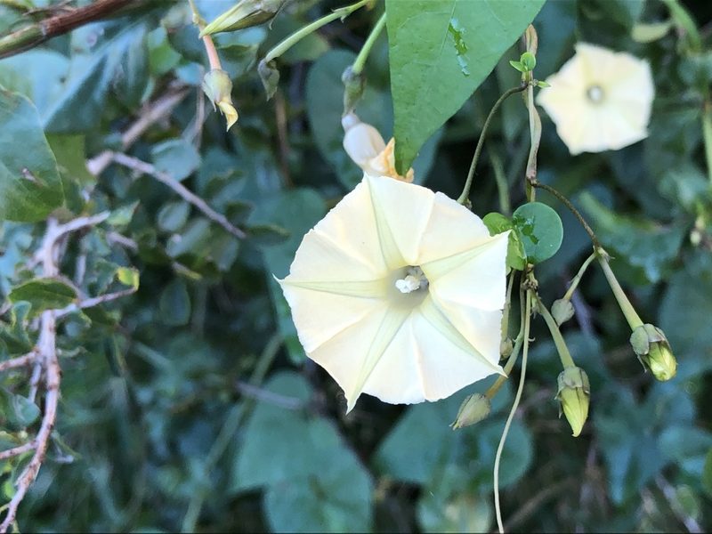 Ipomoea obscura, photographed by Caroline Voget