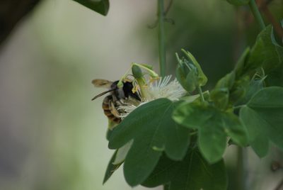 Passiflora subpeltata, photographed by Jordi Martínez Martínez