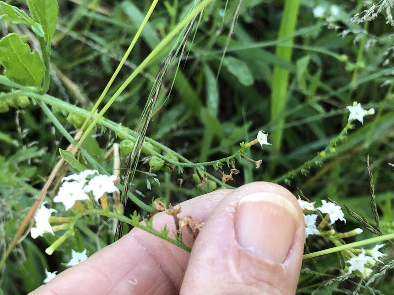 Heliotropium ciliatum, photographed by Caroline Voget