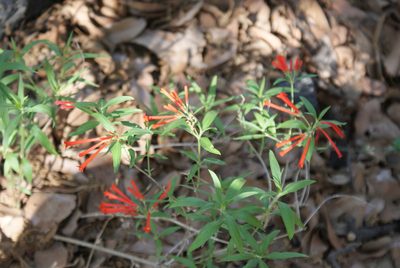 Bouvardia ternifolia