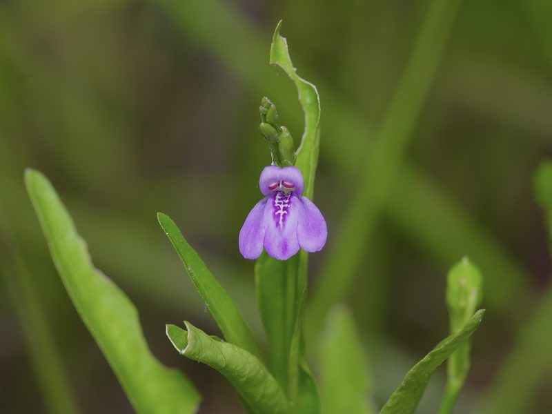 Dianthera ovata, photographed by Michelle W. （鍾偉瑋）