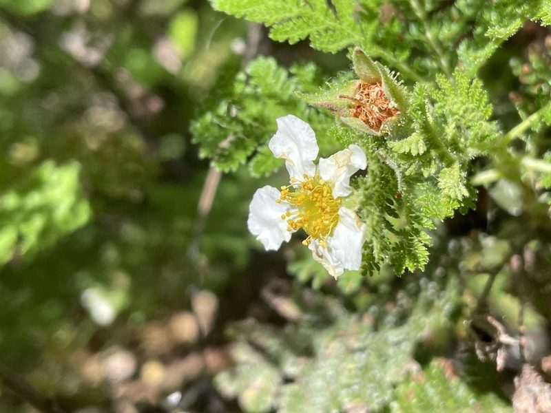 Chamaebatia foliolosa, photographed by Amelia Tauber