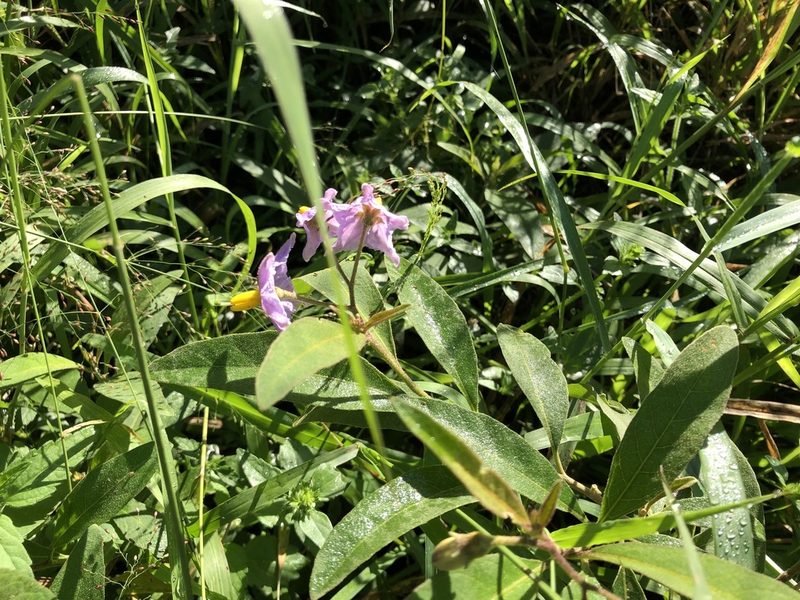 Solanum campylacanthum, photographed by Caroline Voget