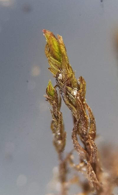 Geheebia tophacea, photographed by Helen Waterman
