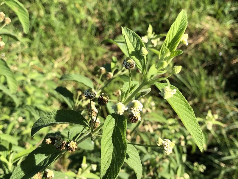 Lippia javanica, photographed by Caroline Voget