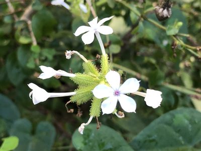 Plumbago zeylanica, photographed by Caroline Voget
