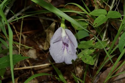 Clitoria mariana, photographed by Michelle W. （鍾偉瑋）
