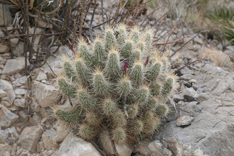 Echinocereus stramineus, photographed by Reid Hardin