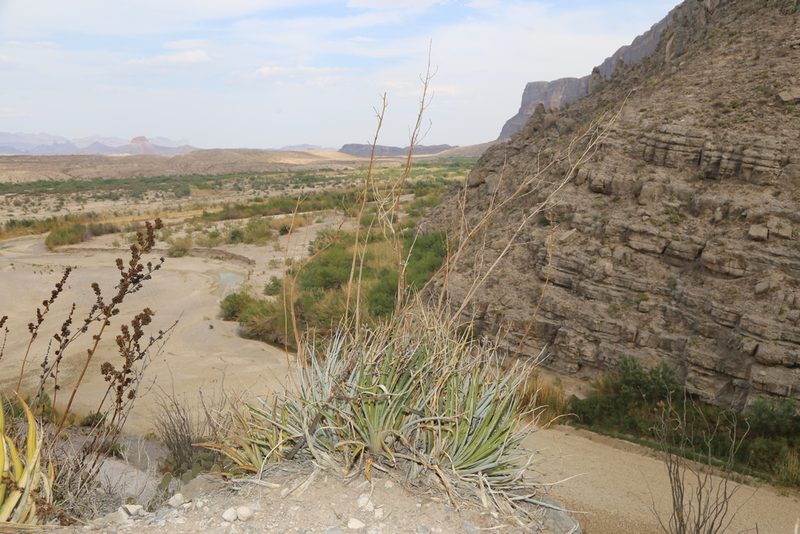 Hechtia texensis, photographed by Reid Hardin