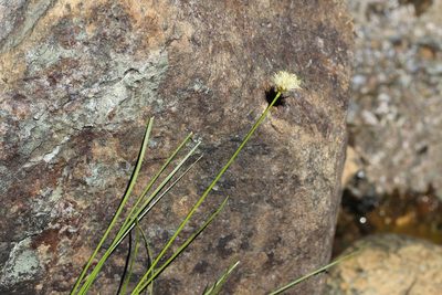 Calliscirpus criniger, photographed by Nicholas Wei