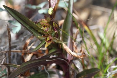 Epipactis gigantea, photographed by Nicholas Wei