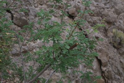 Senegalia roemeriana, photographed by Reid Hardin