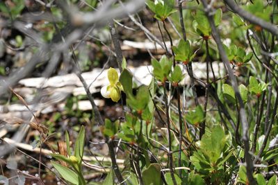 Cypripedium californicum, photographed by Nicholas Wei