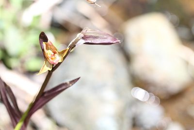 Epipactis gigantea, photographed by Nicholas Wei