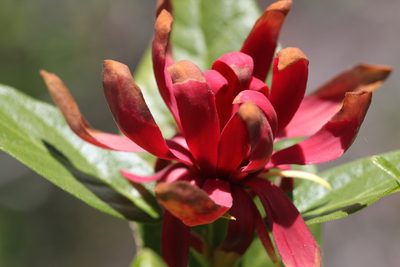 Calycanthus occidentalis