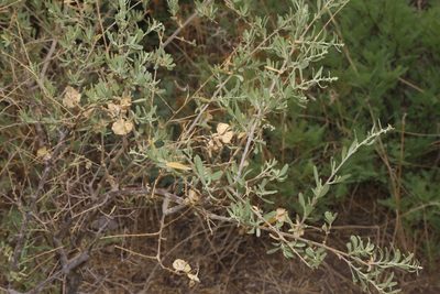 Atriplex canescens, photographed by Reid Hardin