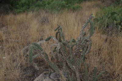 Cylindropuntia imbricata, photographed by Reid Hardin