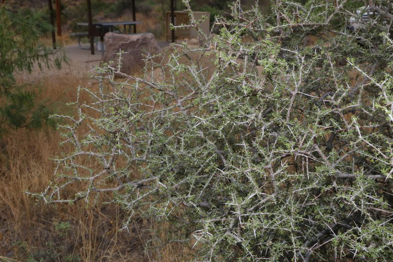 Condalia warnockii, photographed by Reid Hardin