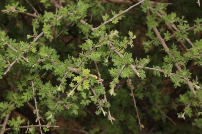 Rhus microphylla