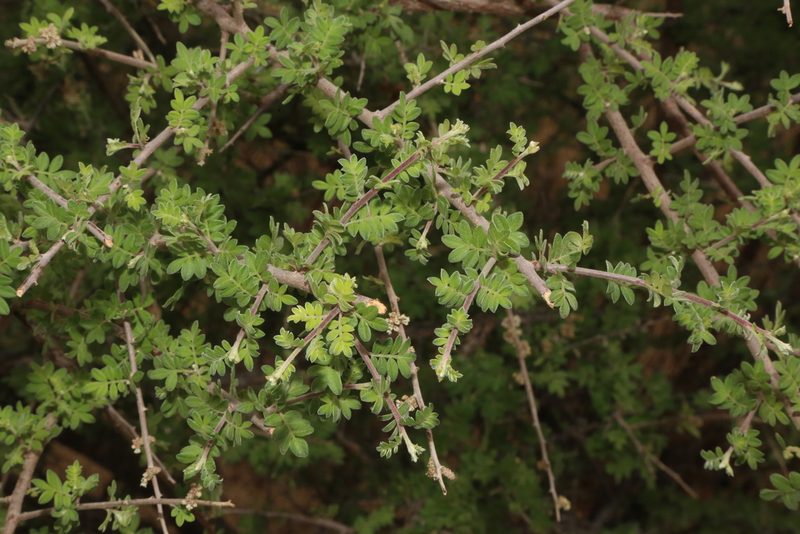 Rhus microphylla, photographed by Reid Hardin