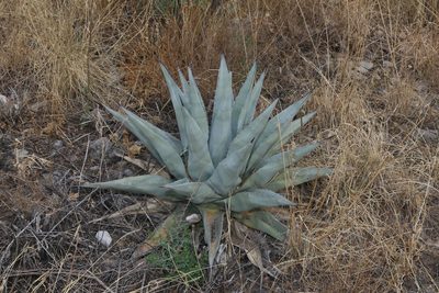 Agave havardiana, photographed by Reid Hardin