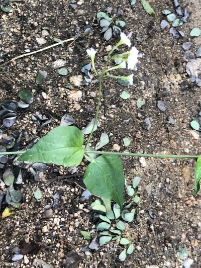 Boerhavia plumbaginea, photographed by Caroline Voget