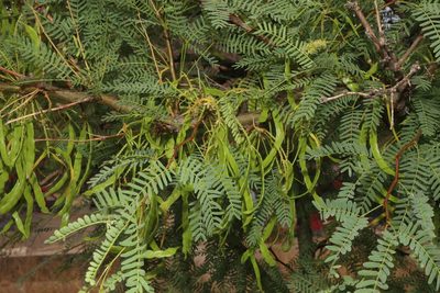 Neltuma odorata, photographed by Reid Hardin