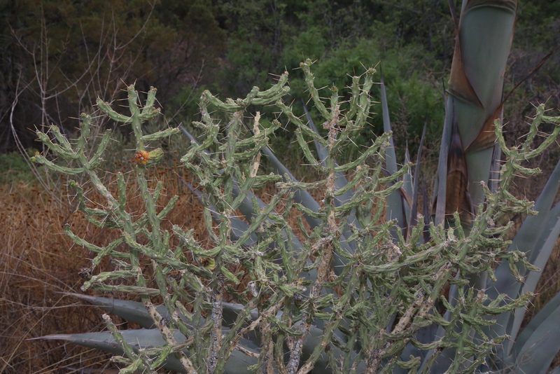 Cylindropuntia kleiniae, photographed by Reid Hardin
