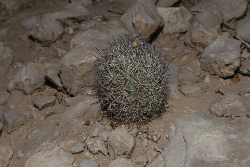 Sclerocactus warnockii, photographed by Reid Hardin
