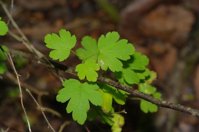 Ribes curvatum, photographed by Michelle W. （鍾偉瑋）