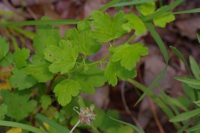 Ribes curvatum, photographed by Michelle W. （鍾偉瑋）