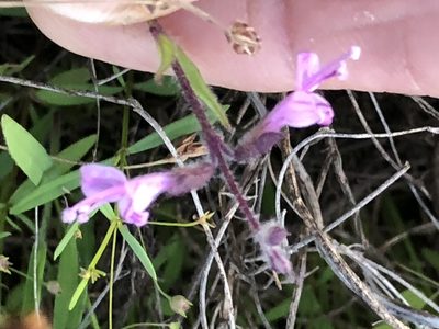 Syncolostemon canescens, photographed by Caroline Voget