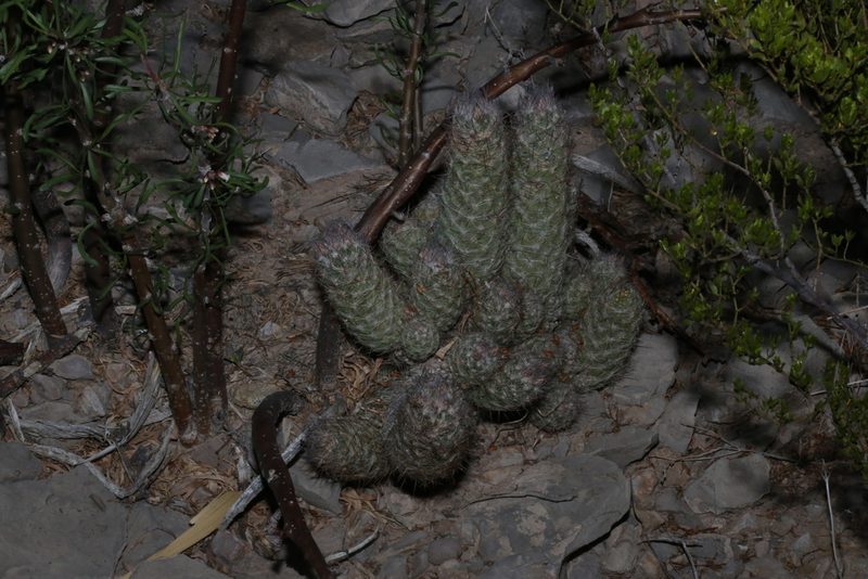 Pelecyphora tuberculosa, photographed by Reid Hardin