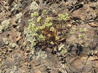 Scleranthus perennis, photographed by B. Phalan