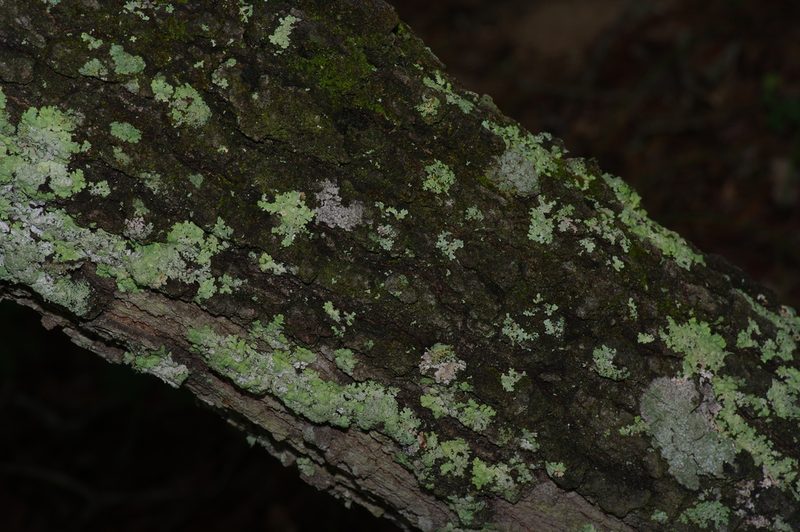 Quercus incana, photographed by Michelle W. （鍾偉瑋）