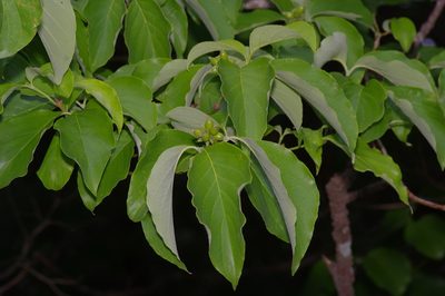 Cornus florida, photographed by Michelle W. （鍾偉瑋）