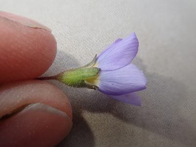 Polemonium pulcherrimum, photographed by F Quiec